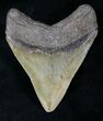 Serrated Megalodon Tooth - Savannah, Georgia #21723-2